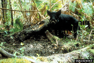 Feral pig